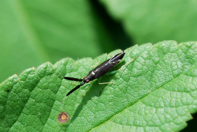Miridae: Heterotoma cfr. planicornis